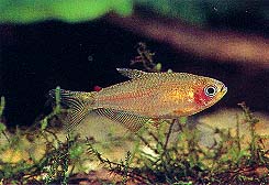 Rachoviscus crassiceps